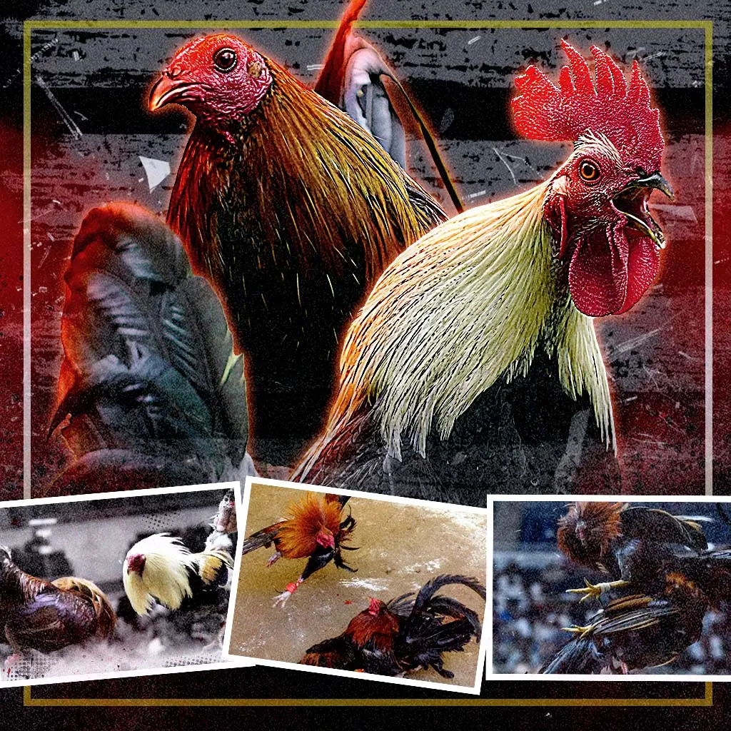 milyon88 online sabong featured image